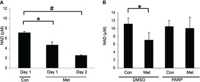 Ability of metformin to deplete NAD+ contributes to cancer cell susceptibility to metformin cytotoxicity and is dependent on NAMPT expression